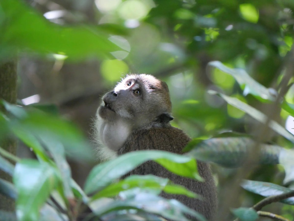 sionvoyageait's tweet photo. 🇸🇬 🥾 Une vraie montée tropicale au milieu de Singapour

À Bukit Timah, nos enfants de 4 et 7 ans ont mis environ 45 min à monter le sentier rouge, raide mais stable et bien balisé.

Notre carnet 👇
#Singapour #Randonnée

https://t.co/UvQNABfv43 https://t.co/M9lzIsEzuq