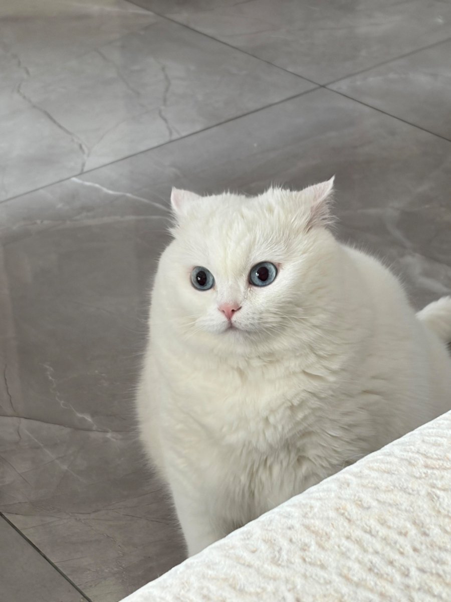 nocontextscats tweet picture