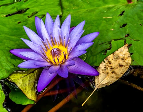ArlenDublevzv2's tweet photo. Sacred lotus in Central Park. https://t.co/4h3SiSS8QD