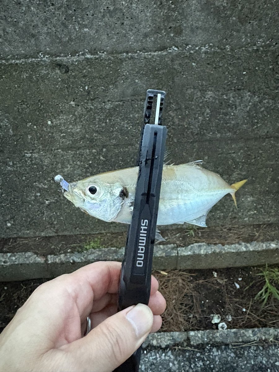 tsuri_ski_bb's tweet photo. 明るいうちはハゼ釣り🎣
15センチでた🤩
夕マズメアジング15キャッチ
バラし多数😑
大きい群れなのか引ったくるようなあたりで
バレやすい😮💨
でも久しぶりに楽しめました🫡
#アジング
#THIRTYFOUR
#i62 https://t.co/f4mcHA6Km5