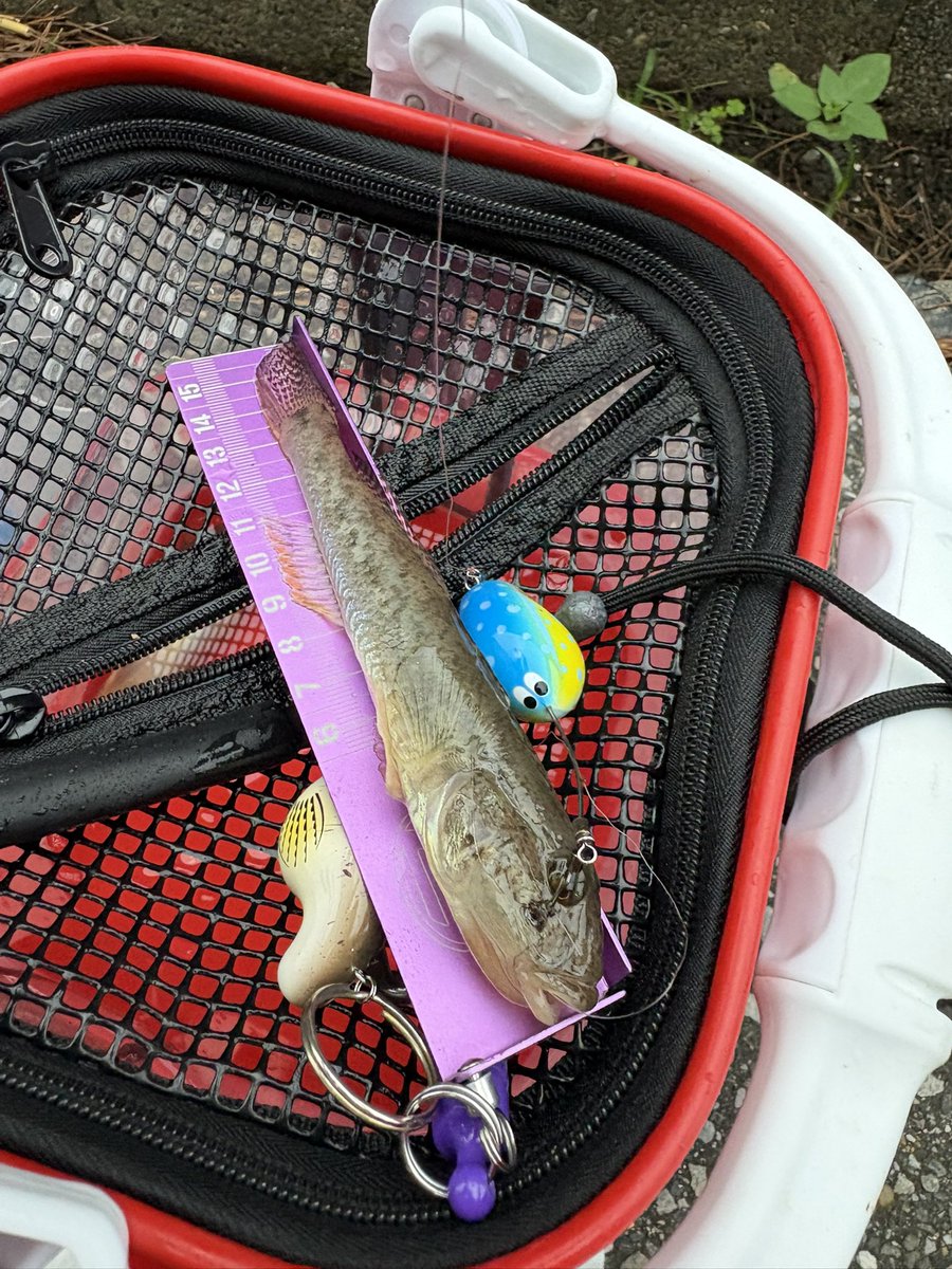 tsuri_ski_bb's tweet photo. 明るいうちはハゼ釣り🎣
15センチでた🤩
夕マズメアジング15キャッチ
バラし多数😑
大きい群れなのか引ったくるようなあたりで
バレやすい😮💨
でも久しぶりに楽しめました🫡
#アジング
#THIRTYFOUR
#i62 https://t.co/f4mcHA6Km5