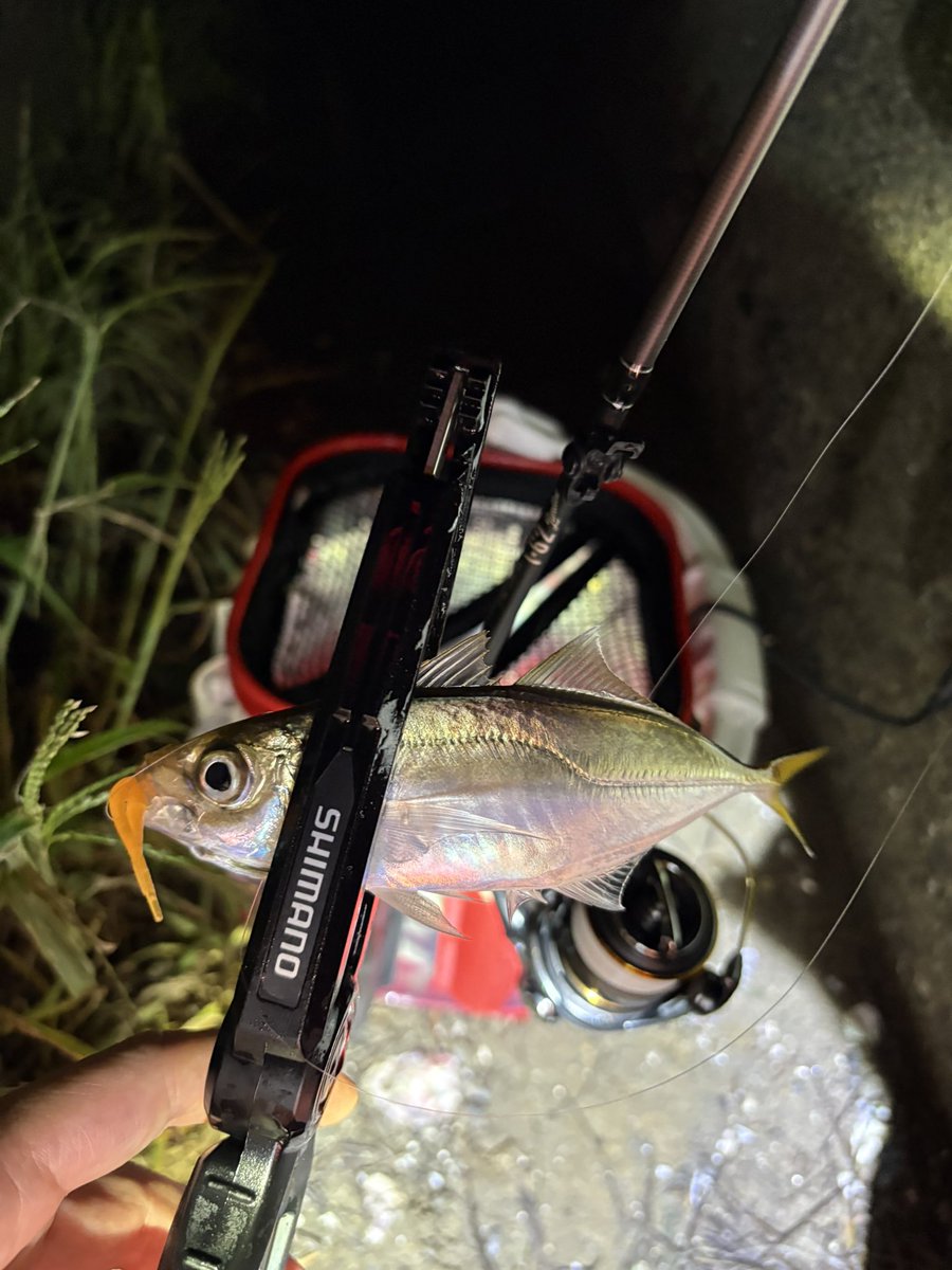 tsuri_ski_bb's tweet photo. 明るいうちはハゼ釣り🎣
15センチでた🤩
夕マズメアジング15キャッチ
バラし多数😑
大きい群れなのか引ったくるようなあたりで
バレやすい😮💨
でも久しぶりに楽しめました🫡
#アジング
#THIRTYFOUR
#i62 https://t.co/f4mcHA6Km5
