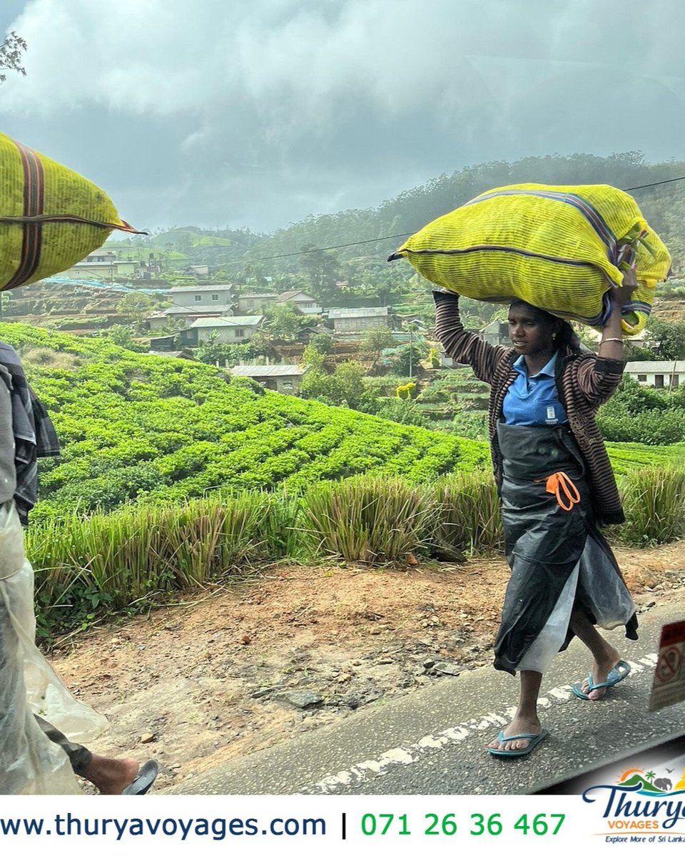 HisakoGroetpv's tweet photo. Sip the soul of Sri Lanka with the ultimate Ceylon tea experience. Explore misty mountains, endless green plantations, authentic tea, scenic trails, and warm local hospitality. Come for the tea, stay for the peace. Plan your highlands journey today. https://t.co/w1sea06XfX