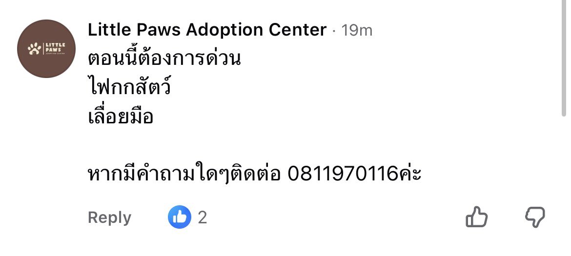 mirityu's tweet photo. ฝากติดตามน้อง ๆ ด้วยค่ะ ตอนนี้ยังเหลืออีกหลายตัว

https://t.co/aQNM2z6C0W

ตอนนี้คุณชัญญ่าต้องการคนช่วยขนฟาง ไฟกกสัตว์ และ
เลื่อยมือ 🙏🏻🙏🏻🙏🏻

FB: Chanya Tamada
ติดต่อ 0811970116 https://t.co/W33fL7QCSG