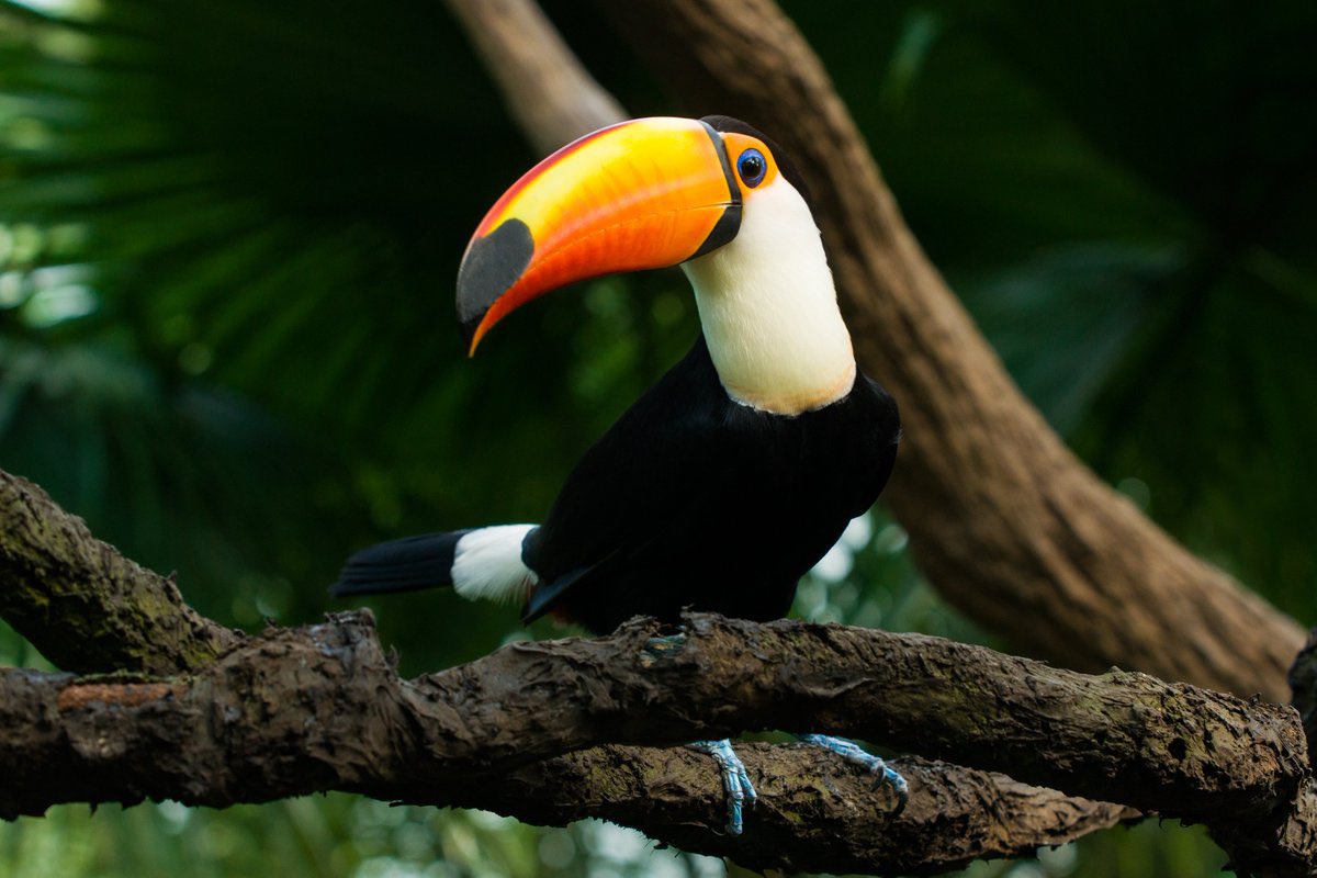 avidanocerrado's tweet photo. Esse bico e essas cores são inconfundíveis. O tucanuçu ou tucano-toco, como também é conhecido, é uma das aves mais emblemáticas da América do Sul. A espécie é distribuído por todo o Brasil, mas encontra-se em maior número no Cerrado e na Mata Atlântica. https://t.co/SLcnmHjEUp