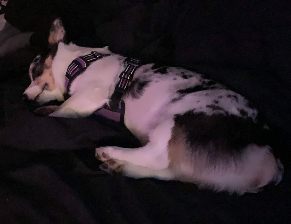 TiffanyWitcher's tweet photo. Save yourself stress and not worry about the negativity in the space. It's not good for your mental health. Look at this picture of my dog to help with it. https://t.co/jpwS4rLFEW