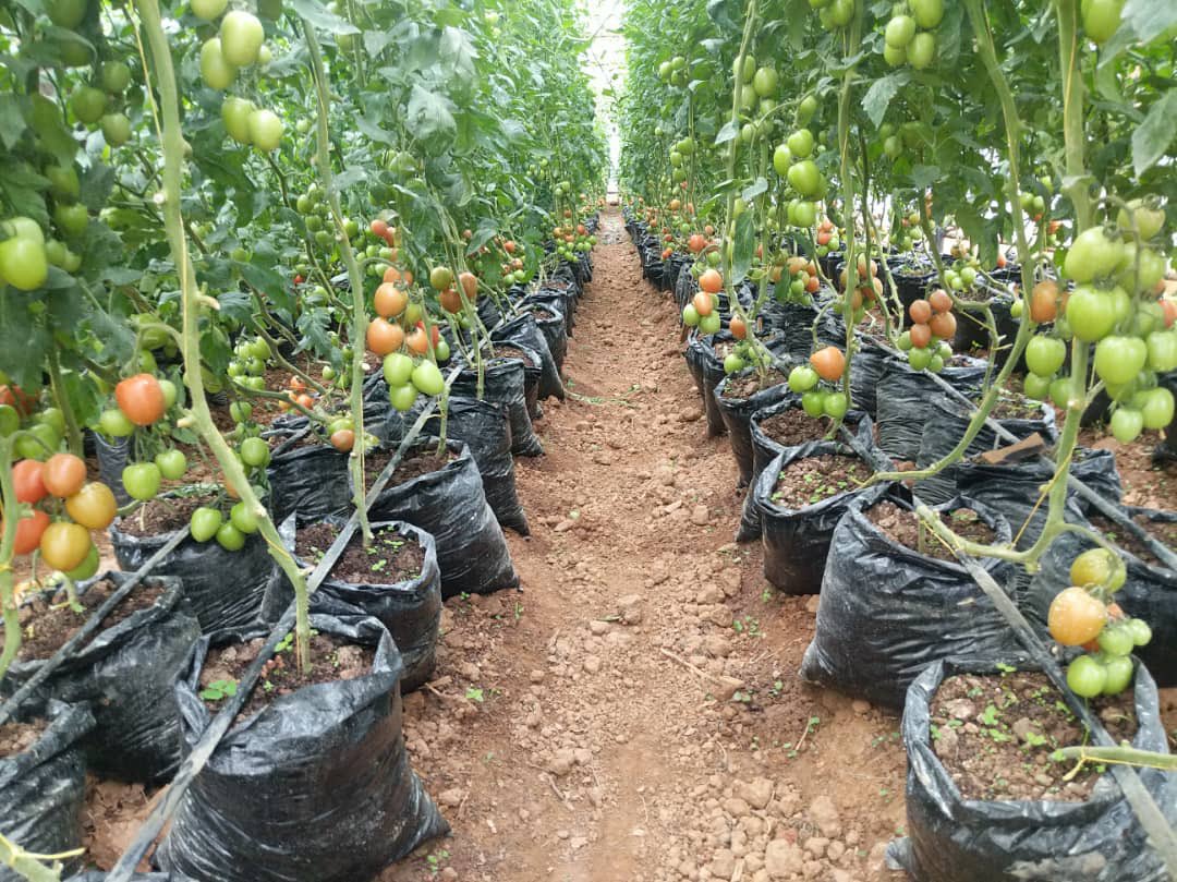 HungaCentre's tweet photo. #Greenhouse farming is an incredible way of life because it builds climate-resilient agriculture and provides controlled environments that protect crops from extreme weather. 

You are assured of year-round cultivation and sustainable farming practices, leading to #foodsecurity https://t.co/CAiPdzoKo3