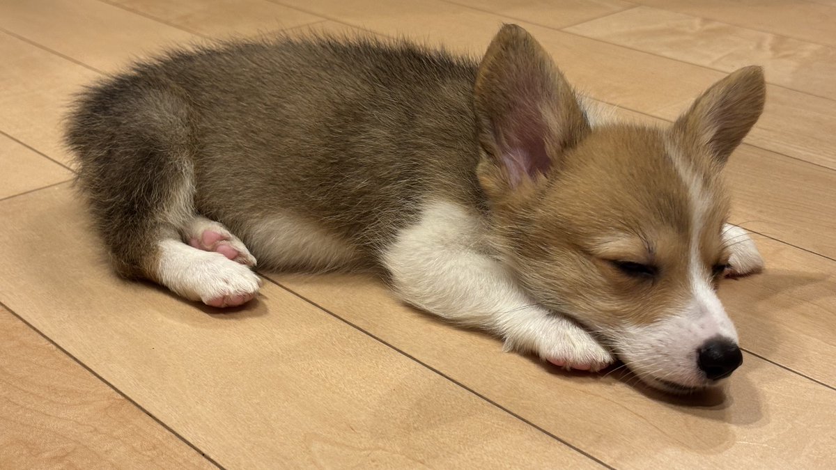 16clcl's tweet photo. 可愛いなぁ https://t.co/QDD3aFWYQR