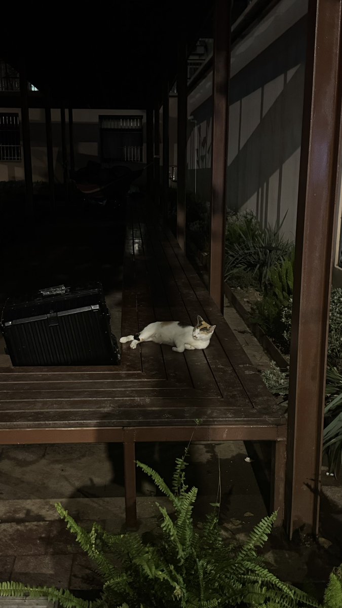 KingELON88's tweet photo. 小猫咪有什么心事呢 https://t.co/KuxjMn2Hn7
