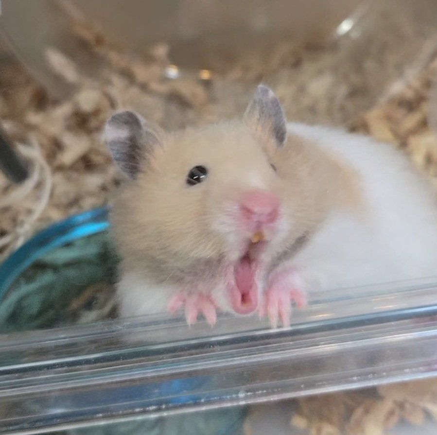 murakami_jumin's tweet photo. 初めましてなので、我が家の（イカれた）小さな住民を紹介するぜ！

①おもち（♂2歳）「ケージ内のすべてがトイレ」
②ツナマヨ（♀1歳4ヶ月）「外出たい。でもコワい」
③ツクネ（♀1歳4ヶ月）「おしっこは垂れ流すもの」
④トンコツ（♀1歳）「ニンゲンノ手、カム」 https://t.co/0IHycqKWSb
