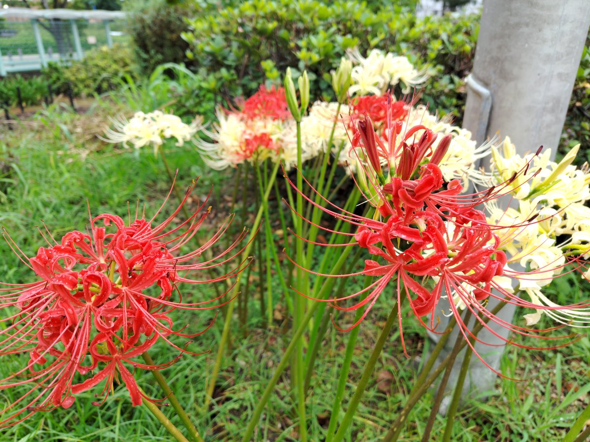 hizen_kasuga's tweet photo. セミナーご参加ありがとうございました！
今回の内容はいかがだったでしょうか？ 涼瓜のお振る舞い併せてどちらもお楽しみいただなら幸いです。

次回の開催内容は決まり次第おしらせいたします。 https://t.co/LsRNhDekrE