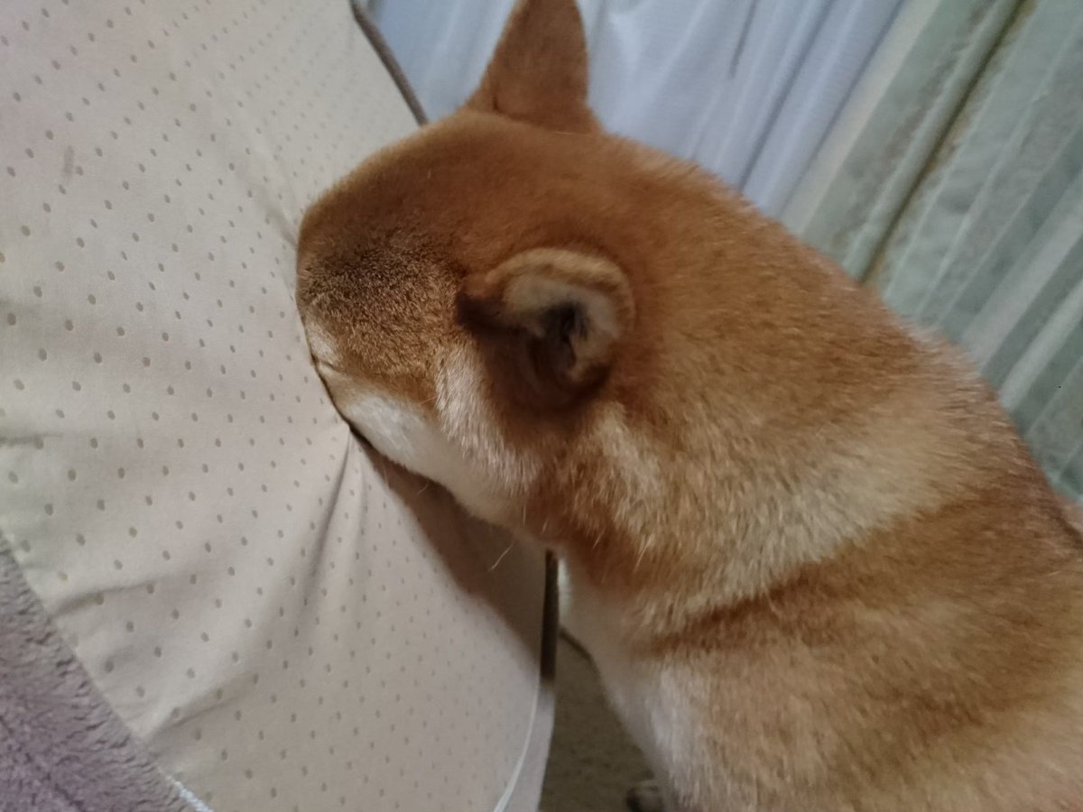 lq4_px's tweet photo. #犬 https://t.co/SxMJ2jUbOO