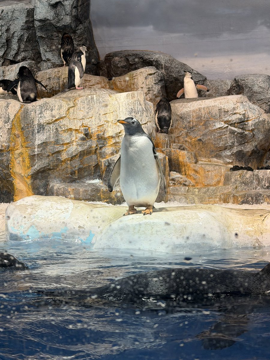 bananan_tomaton's tweet photo. ペンギン可愛すぎたな https://t.co/jaPKyGZ0vb