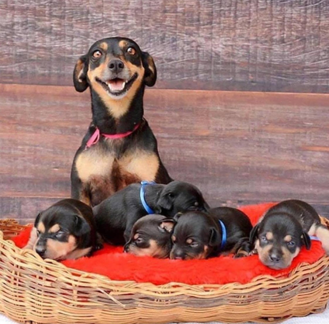 Dalbodog's tweet photo. On a scale from 1 - 10 how beautiful is this photo?🙏🐾💞🐶 https://t.co/gODAdHVqVH