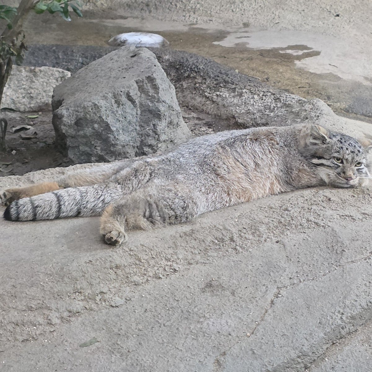 yhsb49's tweet photo. 今日のマヌルネコちゃんの後ろ姿😸
なんか長い🤣
＃神戸どうぶつ王国
＃マヌルネコの赤ちゃん https://t.co/lYlEi7Ssn0