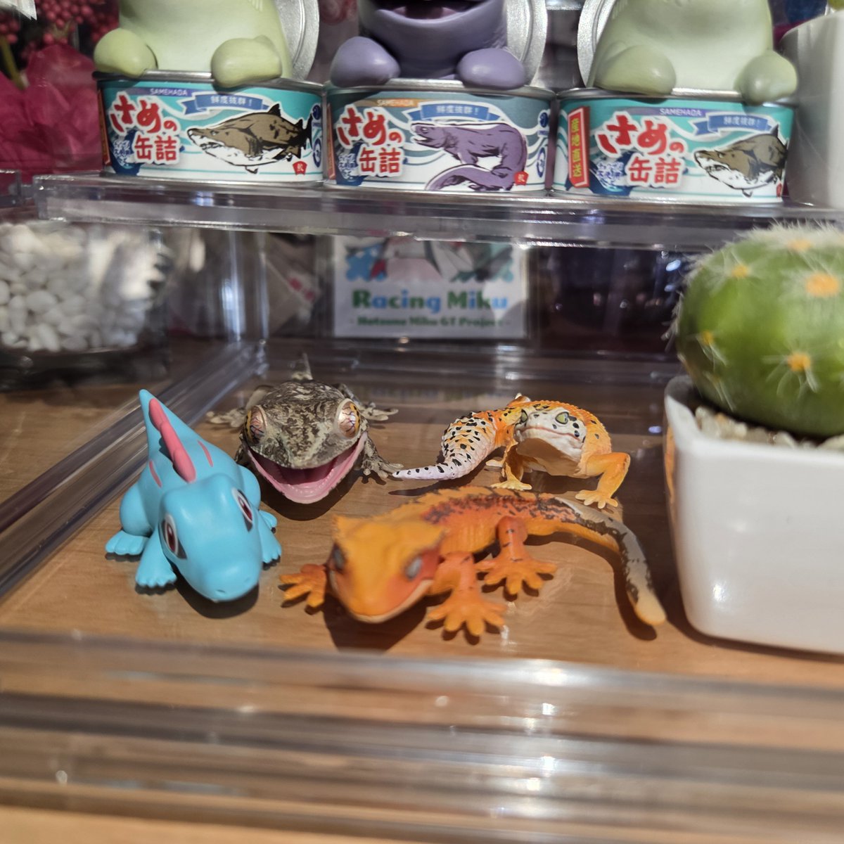 mikage1202's tweet photo. 仲間だと思ってるワニノコ🦎🐊 https://t.co/WRhQRtix88
