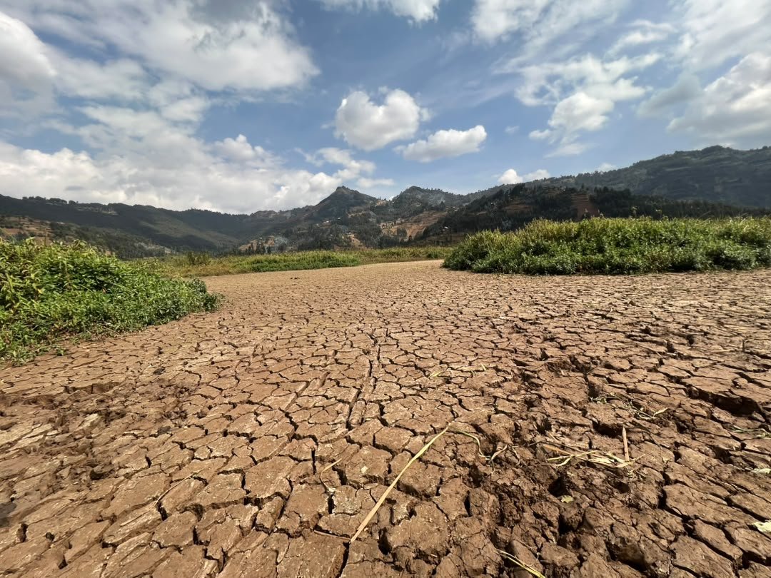 shiny_africa's tweet photo. This dried-up wetland stands as a stark visual reminder of the heavy toll climate change and human activities levy on vital ecosystems. Wetlands act as nature's sponges, regulating water flow, filtering pollutants, and curbing downstream flood risks. 

However, prolonged droughts and rising global temperatures have transformed what should be a lush, water-filtering sanctuary into a fractured desert of baked mud. This loss ripples far beyond the cracked lakebed, directly threatening the unique plant and animal biodiversity that relies on seasonal water cycles to survive.