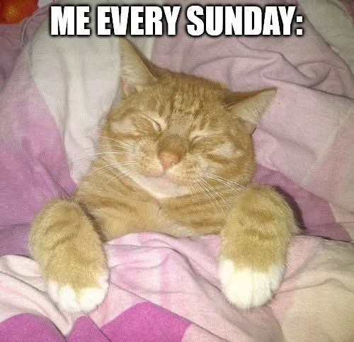 azofbookwriting's tweet photo. HAPPY SUNDAY EVERYBODY!!
#sundayfunday ##weekendlife #cutecatsclub #catsoffacebook #SundayLaughs #wee#weekendchillin https://t.co/KvFEcpnBeX