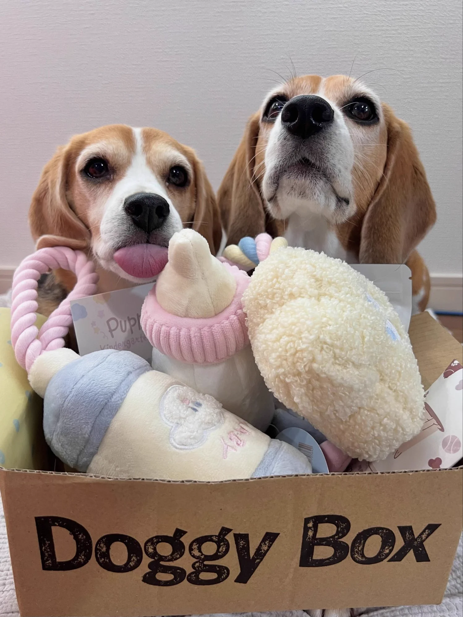 Doggy Box(ドギーボックス) (@doggybox_jp) / X