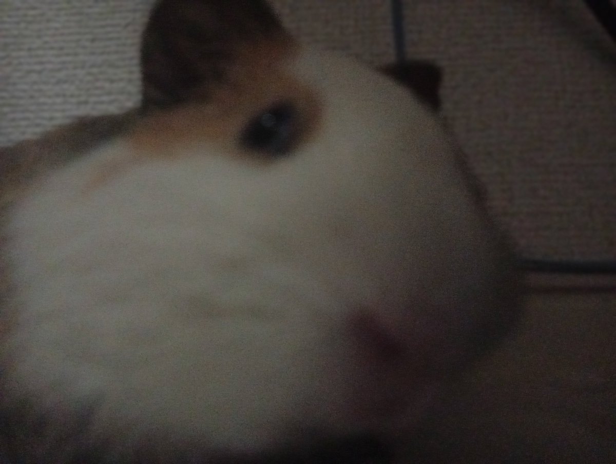 mazikaruska's tweet photo. 近いよ🐹 https://t.co/3SffUZDI1V