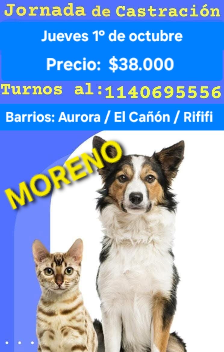 protegealanimal's tweet photo. MORENO 
#MORENO #AURORA #RIFIFI #MARILÓ #BARRIO2000 #JARDINES1 #CASCALLARES #SAMBRIZZI #ELCAÑÓN #LASFLORES #PASODELREY #TRUJUI #BARRIO4VIENTOS #MALAVER2 #CUARTELV #LAREJAGRANDE #VILLASALAS #VILLAZAPIOLA #25DEMAYO #LAVICTORIA #LAYUNTA #ÁLVAREZ #ZONAOESTE #GRANBSAS #BSAS #CONURBANO https://t.co/Oj49SfxYsX