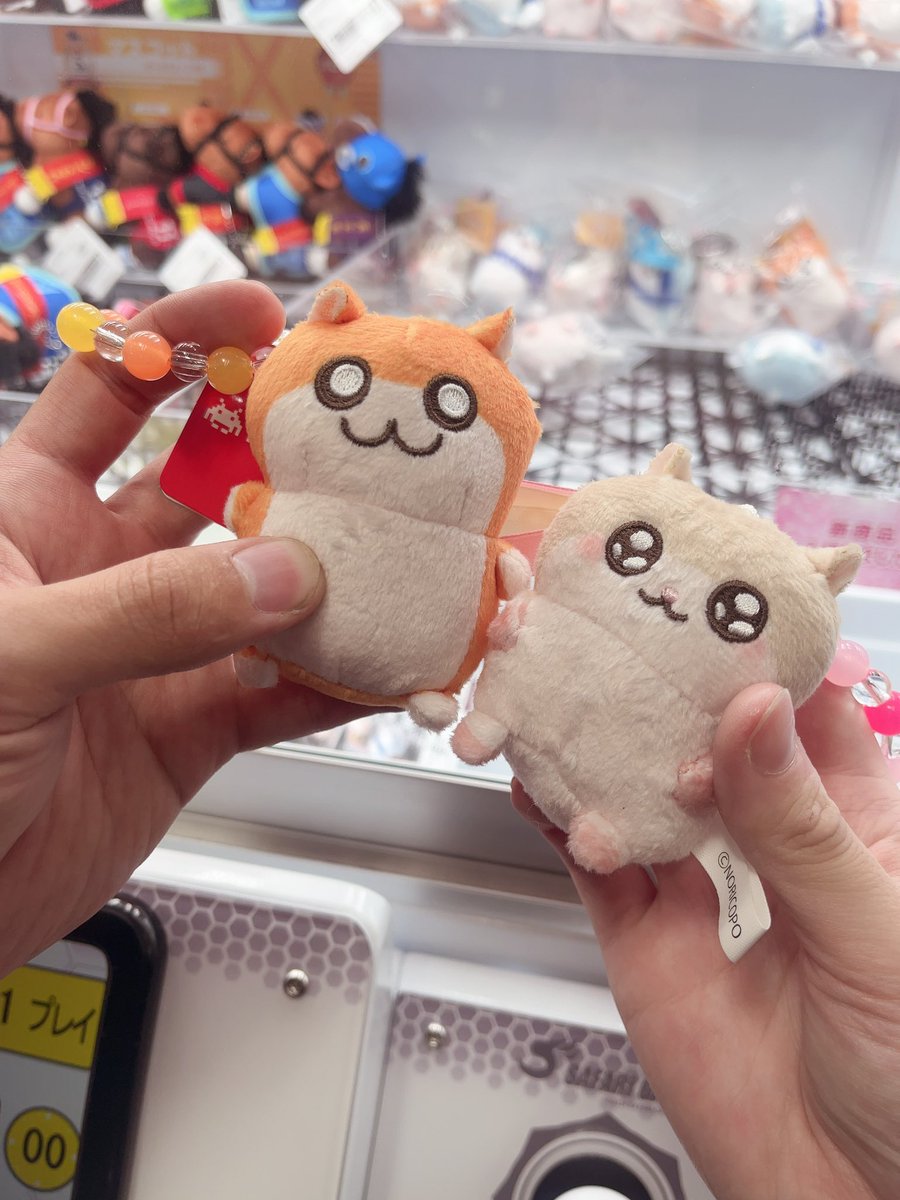 usagiuri_uoxou's tweet photo. 連れてってもらった❕
こびはむちゃん少なかったけど無事保護した🐹 https://t.co/3Adw4xXPRq