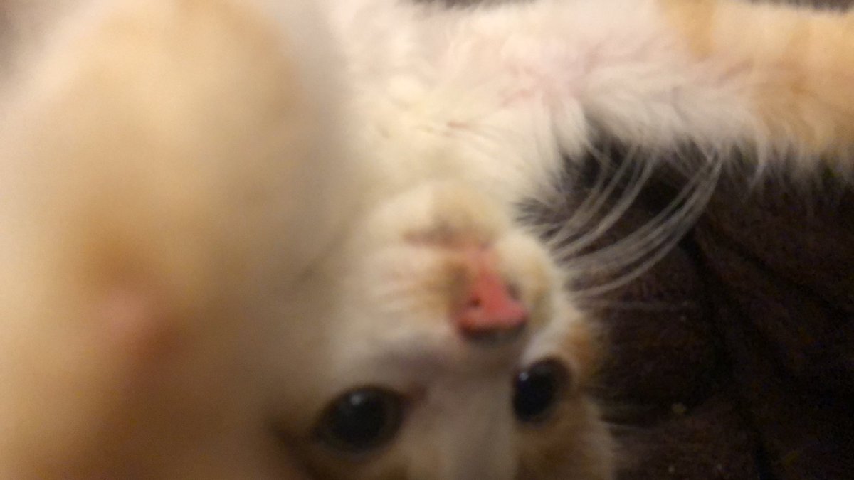 HueRiley52387's tweet photo. @CeliaBedelia My cat is Luna too🥹 https://t.co/H5u21vqVKm