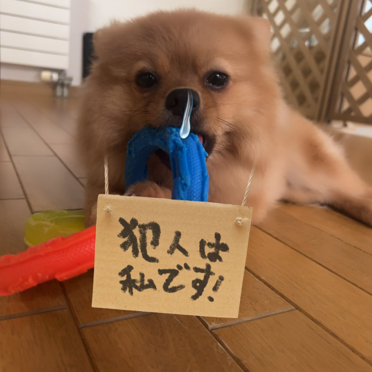 fuuta_2024's tweet photo. 【2026年9月27日(日)】
あれもこれもみーんな颯太のせい🤦‍♀️
おもちゃも3分で壊すし、椅子はボロボロだし、壁紙も剥がれてるし😑
前に10年もゴールデンレトリバーいたのに、ここまでならなかったよ🫠

🐶ぼく なにもしてないよ😡

#颯太 #ポメラニアン颯太 #ポメラニアン #ポメ https://t.co/8MYR2jGwbO
