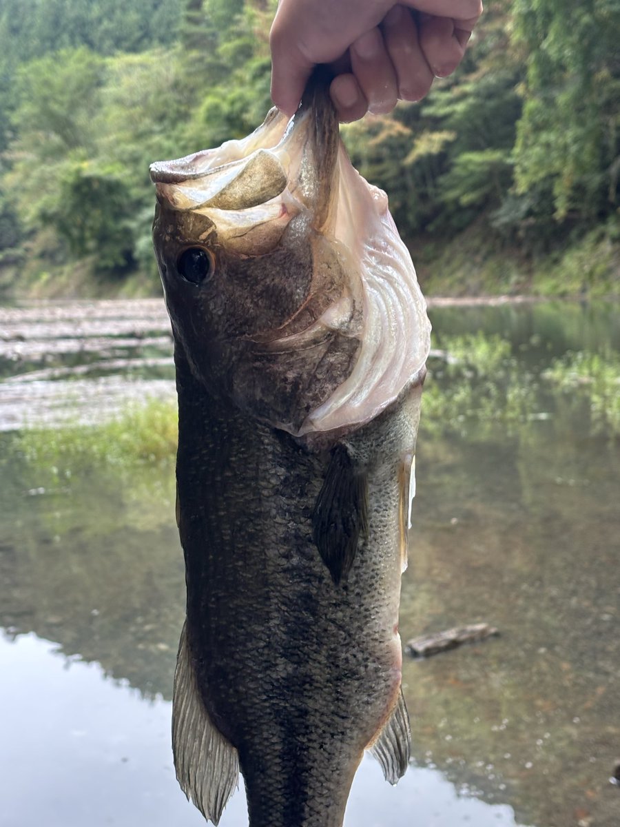 psychedelic323's tweet photo. 奥多摩湖　6:30〜15:30 ☁️
貯水率　87.7%↑
ラージ50㎝
ニゴイ30㎝
���ブナ？37㎝←網で捕獲w

良型バスは泳いでるが水温低下とバサーが多くプレッシャーがかなり高めでした。
何とか釣れた1本は50upありましたが極細心配な位ガリガリ💦
引きもとても弱かったです😅

＃奥多摩湖
＃ラージマウスバス https://t.co/BEkrOHmx49