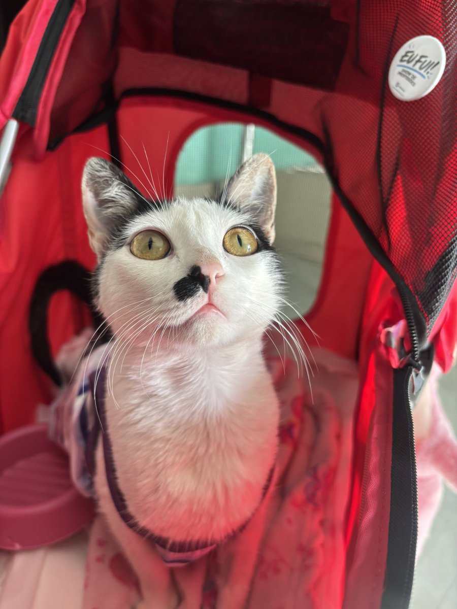 sonzapetsch's tweet photo. de regatinha acompanhando a mamãe no estágio hoje https://t.co/oXehhJIU1K
