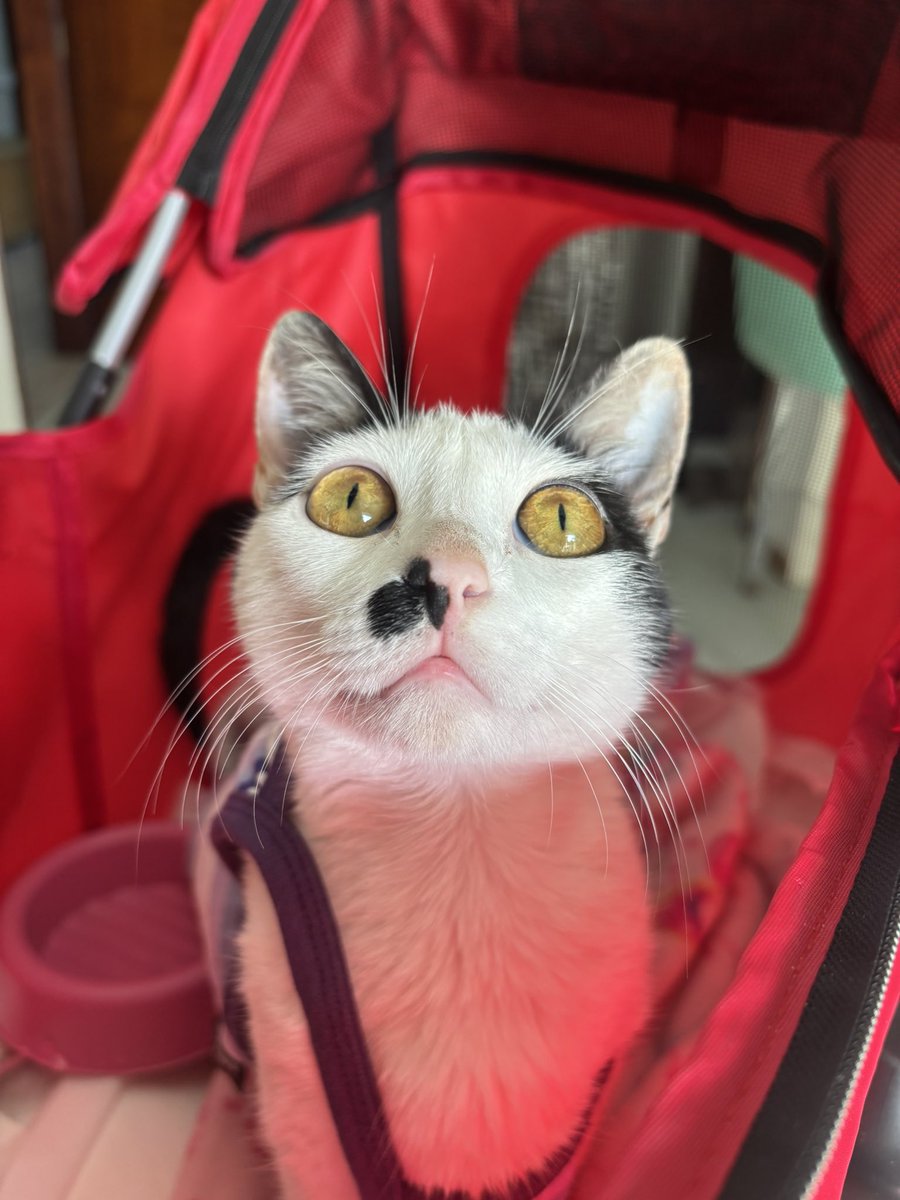 sonzapetsch's tweet photo. de regatinha acompanhando a mamãe no estágio hoje https://t.co/oXehhJIU1K