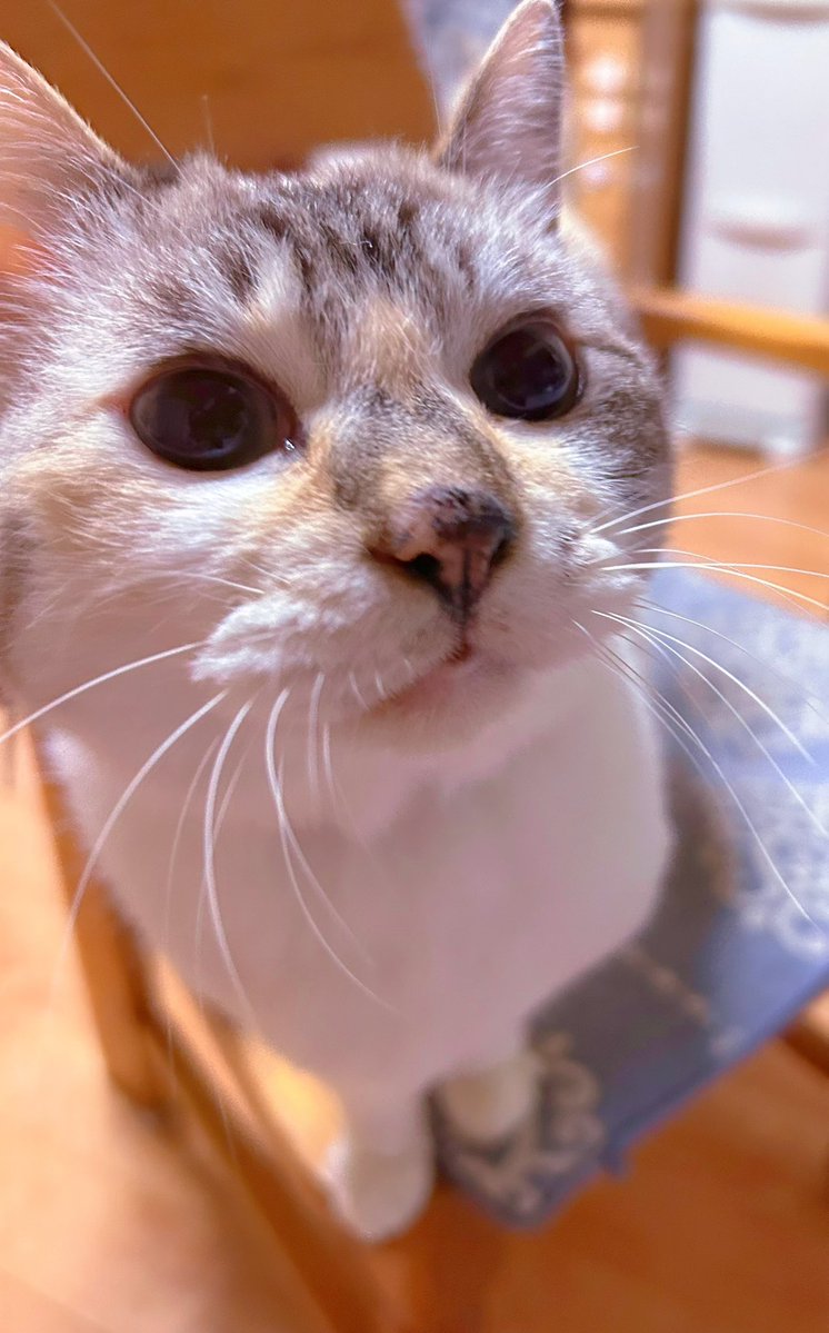remipan1002's tweet photo. ナツは普段スマホを向けるとそっぽ向いちゃうんだけど超甘えん坊モードの時はシャッターチャンス到来なのでここぞとばかりに撮りまくる(*´艸`*)💕

今日は髪を切ってきた〜🌟
シャンプーもドライヤーもすごい楽ちん！
この感覚久しぶりだ😆✨頭が軽い〜！
ジャンプしたい！スパイク打ちたい🏐w https://t.co/3fEbOULPij