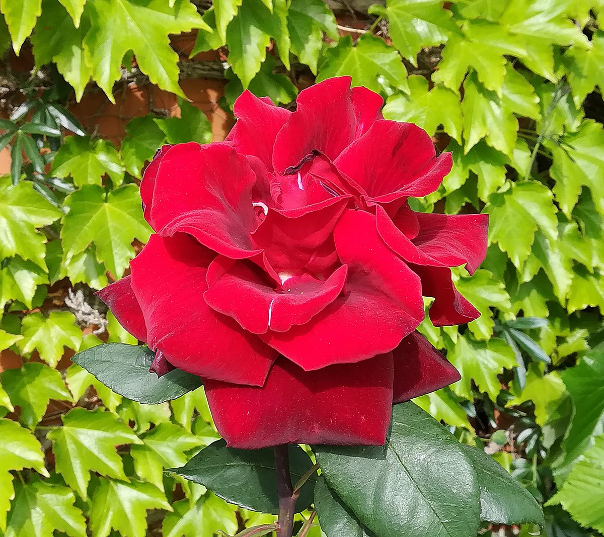 gattariro's tweet photo. A beautiful red rose 🌹
#NaturePhotography
(📷 By me) https://t.co/OmAoyquPG4