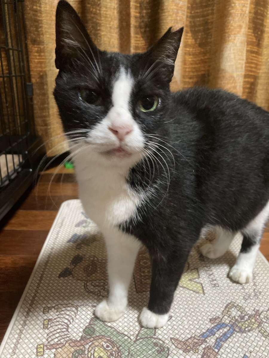 ponple_57's tweet photo. #猫 #ねこ #ネコ #ハチワレ #ピッピ
#さくらねこ #猫がいる幸せ
#猫のいる暮らし
#猫好きさんと繋がりたい

猫の写真撮るの難しい💦

ポムの場合、お座り待て…と、おやつで
撮れるんだけど〜…😥

猫も、小さい頃から家猫で、慣れてたら
待て…できる子もいるのかな〜

#家猫勧誘中 #家庭内野良猫 https://t.co/9xSjmUetQF