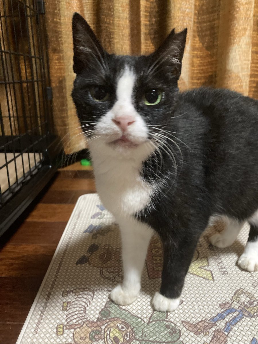 ponple_57's tweet photo. #猫 #ねこ #ネコ #ハチワレ #ピッピ
#さくらねこ #猫がいる幸せ
#猫のいる暮らし
#猫好きさんと繋がりたい

猫の写真撮るの難しい💦

ポムの場合、お座り待て…と、おやつで
撮れるんだけど〜…😥

猫も、小さい頃から家猫で、慣れてたら
待て…できる子もいるのかな〜

#家猫勧誘中 #家庭内野良猫 https://t.co/9xSjmUetQF