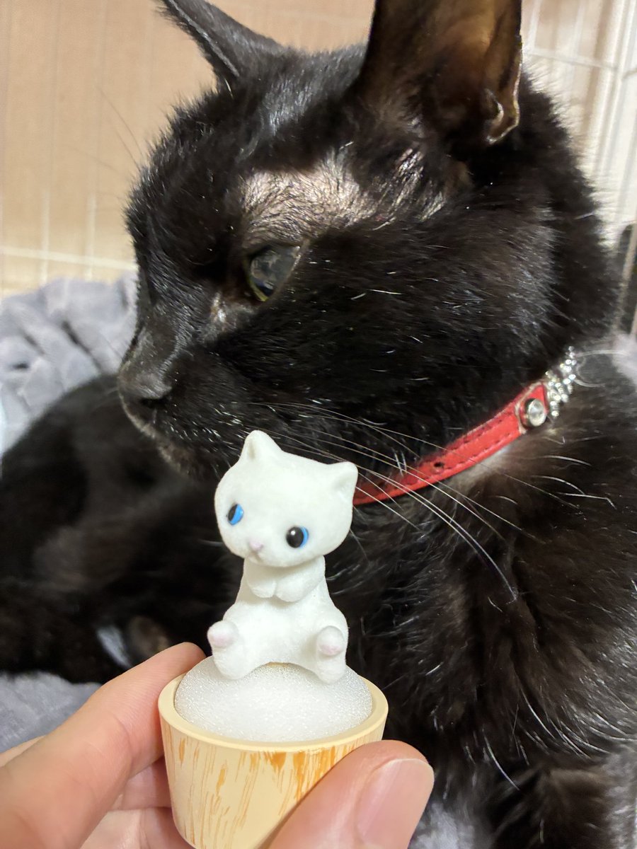 Hail_Guitar's tweet photo. ついに発見しました‼️
黒猫がラインナップされていないので、白猫が良いなと思って回したら出ました😭
本人は白は気に入らないらしくプイッてなってます。 https://t.co/zvpS2rWnBB