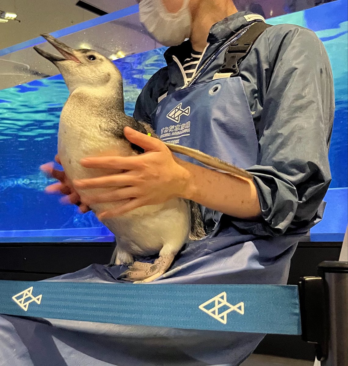 Tofulove0507's tweet photo. だんご美しい✨
すみペンチアーズお疲れ様でした🐧 https://t.co/wBavZMyDec