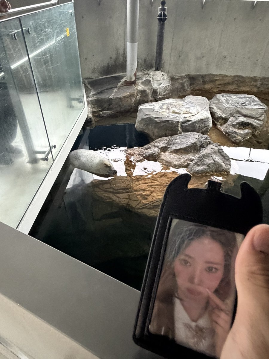 kiri__rora's tweet photo. ロラさん連れて水族館🥰🥰🥰 https://t.co/btAnWDq6iA