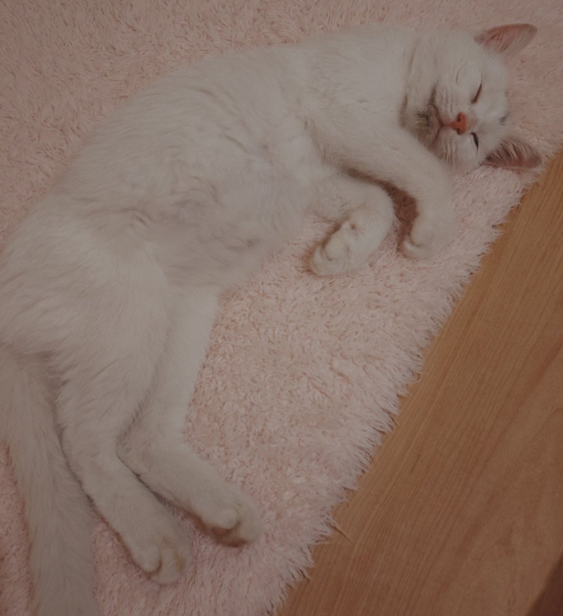 1n_Dying_Days's tweet photo. ←落ちる寸前
→落ちた💤 https://t.co/poQ0GwJ4BS