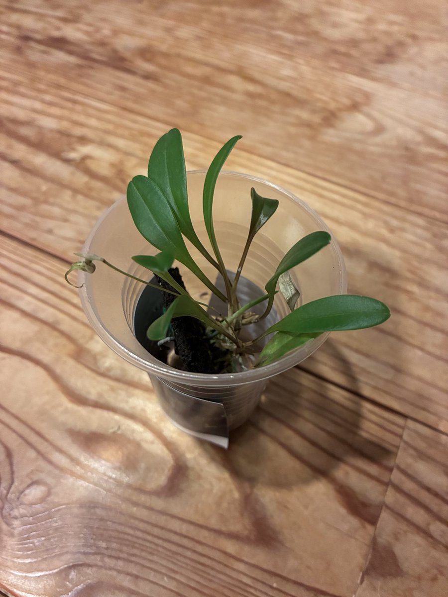 tagtagtag119's tweet photo. ［マスデバリア］

おっ💡

#orchid 
#Masdevallia
#Masdevallianidifica
#蘭
#ラン https://t.co/lqZMOc56bZ