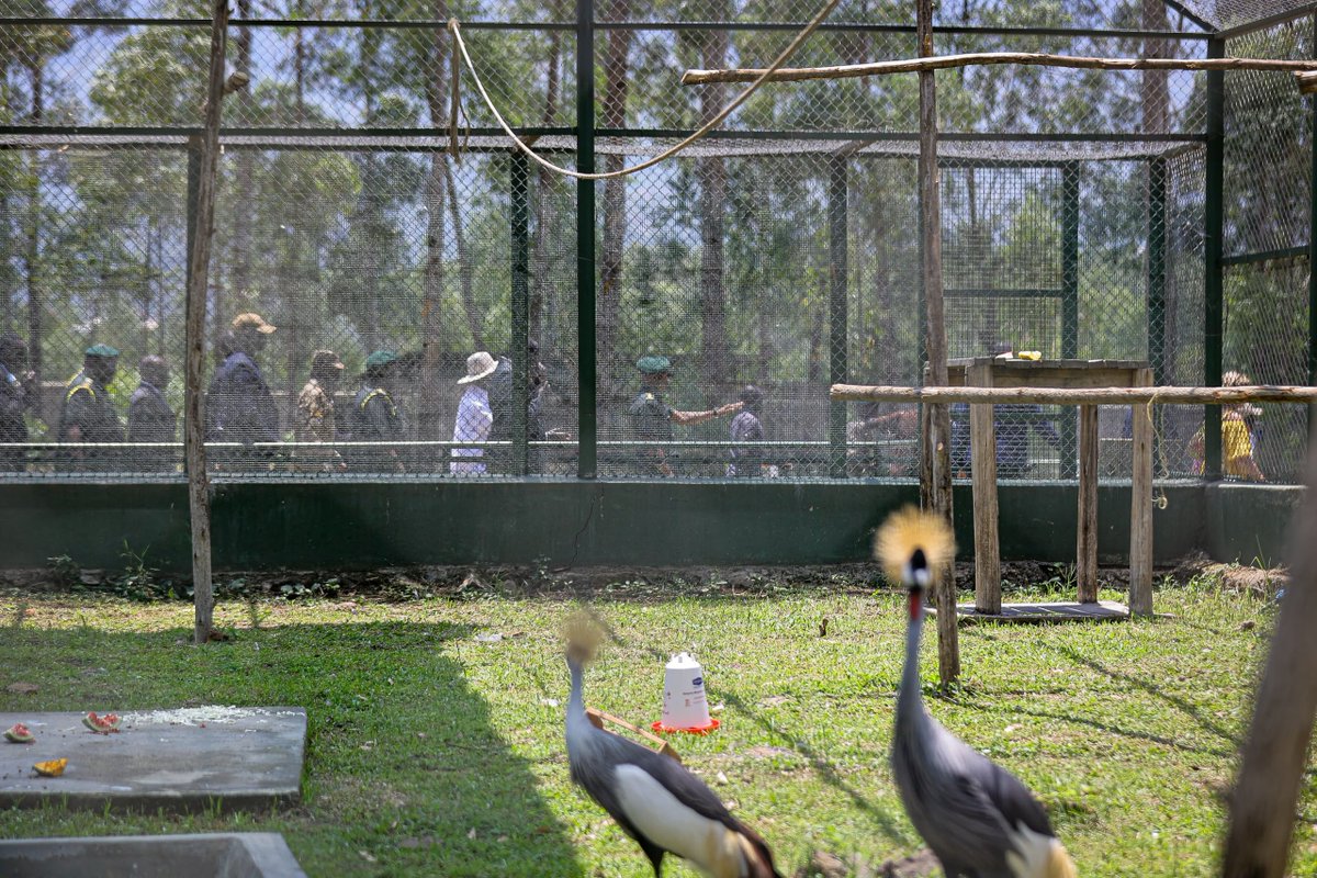KagutaMuseveni's tweet photo. I also visited the Mbale Wildlife Education Centre, which showcases Uganda’s rich wildlife and the tourism potential of Eastern Uganda. Extending such wildlife education activities to other parts of the country will bring wildlife closer to our people, especially the young generation, promote conservation and appreciation of our natural resources, encourage domestic tourism and inspire careers in tourism and conservation.