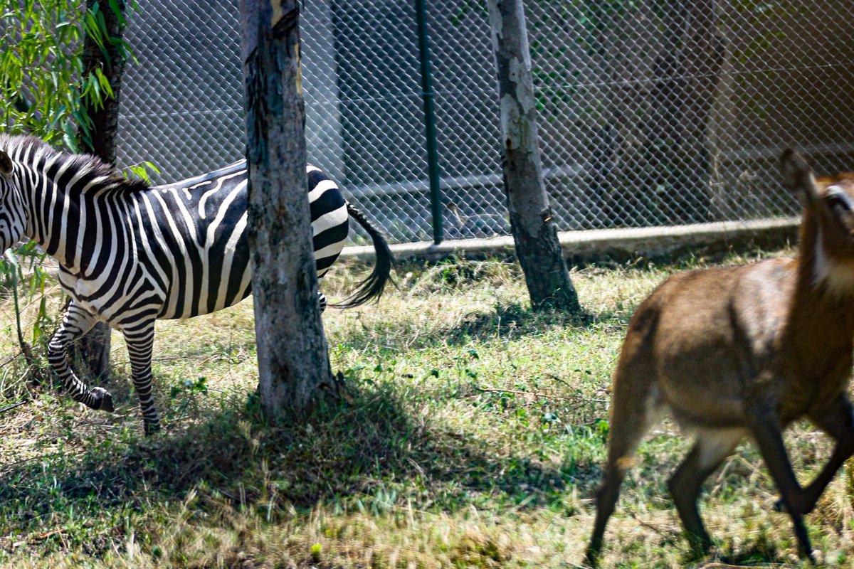 KagutaMuseveni's tweet photo. I also visited the Mbale Wildlife Education Centre, which showcases Uganda’s rich wildlife and the tourism potential of Eastern Uganda. Extending such wildlife education activities to other parts of the country will bring wildlife closer to our people, especially the young generation, promote conservation and appreciation of our natural resources, encourage domestic tourism and inspire careers in tourism and conservation.
