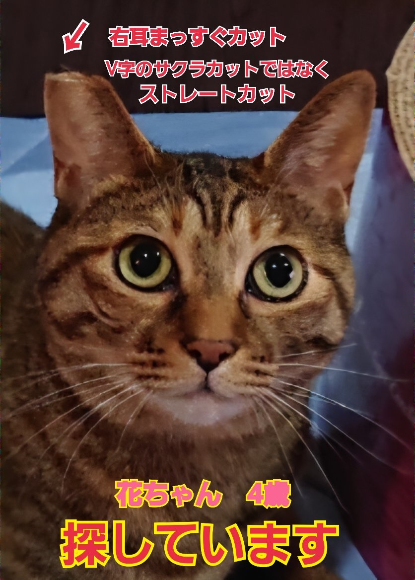 squirrelemi's tweet photo. 猫を探しています。花ちゃん4歳。右耳まっすぐカット、明るい茶色、長い尻尾だけ色が違いグレー✕黒の縞々模様です。2024年4月11日横浜市金沢区富岡東の自宅から私の不注意で外に出てしまい迷子のままです。拡散とリポストありがとうございます。
#猫を探しています
#横浜市金沢区
#拡散希望 https://t.co/Lxr3DJpLpg