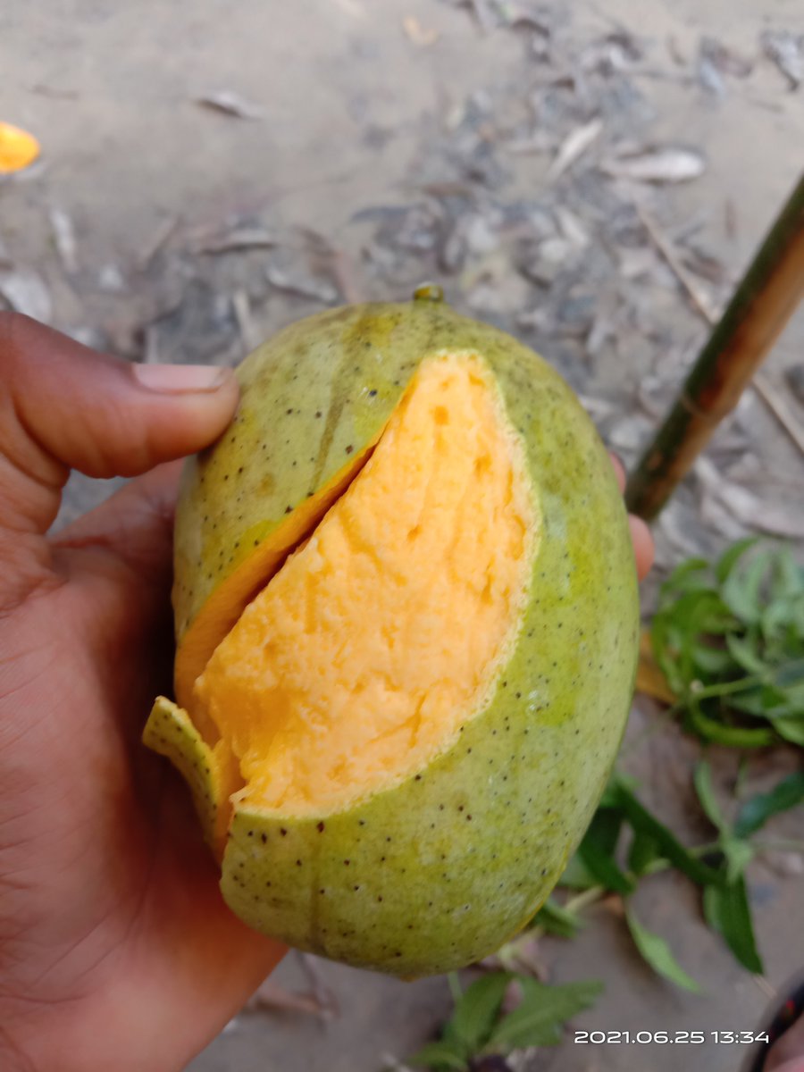 Akszuck's tweet photo. Sweet, juicy and pure gold🥭 https://t.co/7ycyVNETFA