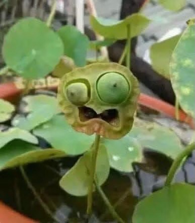 AMAZlNGNATURE's tweet photo. Lotus seed pods appear to make different facial expressions

The round seed holes can line up like eyes and mouths, making the pods look like they’re smiling, frowning or reacting https://t.co/rzFpbLd3eu