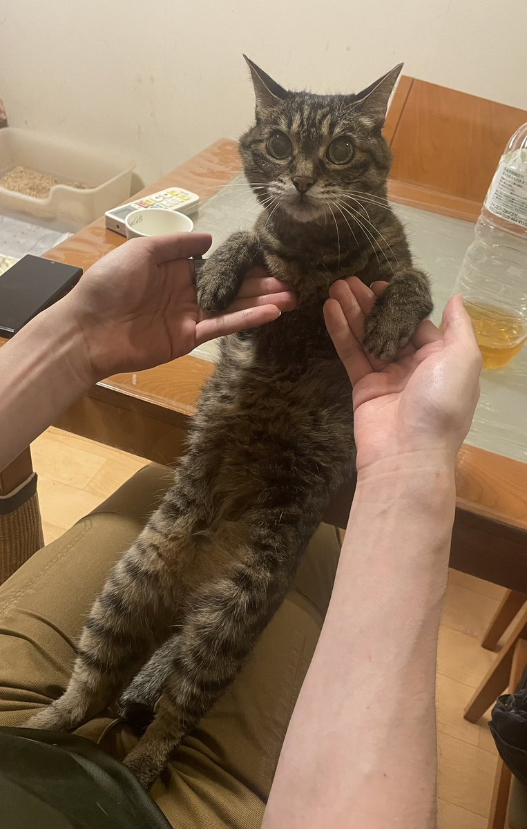 neikoneikou's tweet photo. チコね　お兄ちゃんとお話中なの。 https://t.co/9rOuN1Pubi