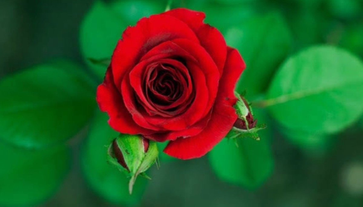 zhrylzvslt's tweet photo. ,,,,
Yerlisi değil,
Misafiriyiz bu dünyanın 
Unutturma Allah'ım ..
.......🌺🍃 https://t.co/i07JOy2lll