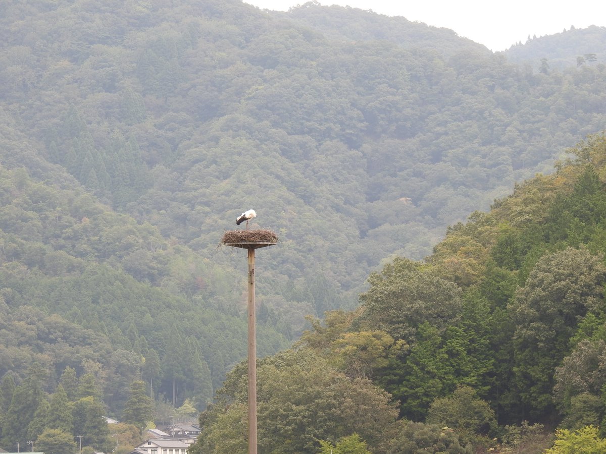 RsONN2yEzmMHtRy's tweet photo. 本日コウノトリといえばの豊岡へ

コウノトリは頑張っている、後は人間がどれだけハイペースに付いていけるか

野生からの捕獲時にコウノトリとした「いつか野生に帰す」の約束の意味は「安心して暮らせる日本を作る」まで含めよう

今日はいろいろな話が聞けた。ありがとうございました https://t.co/CqWtWMxQVH