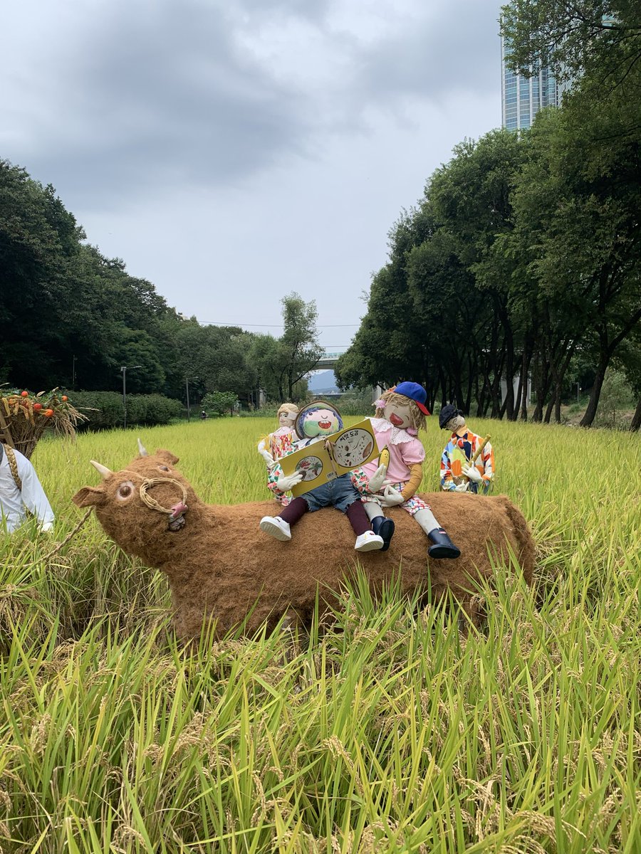 kate3der's tweet photo. 올해 양재천 허수아비는“… 송아지 생김!!
벼배기 체험이라…. 이미 둘기들이 많이 먹고 가서…🙄얼마 남지도 않은듯;; https://t.co/5xYUpGKF3D