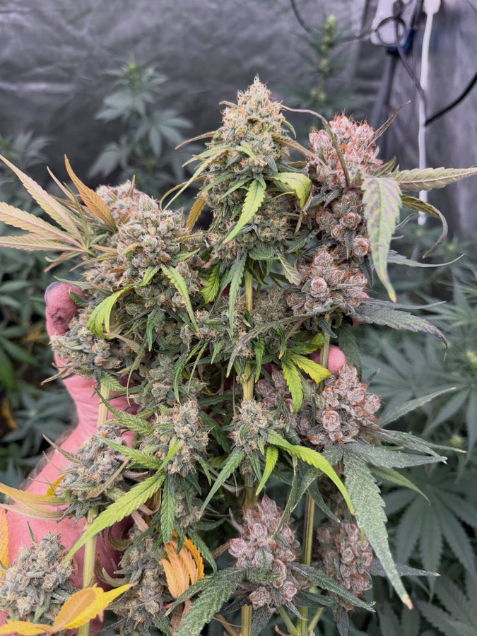 BelushisFarmorn's tweet photo. People against weed think it’s all about getting high but they don’t realize that Marijuana is one of the greatest medications in the world 🙌 https://t.co/qv3OyNpnn6